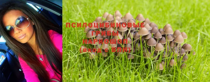 Галлюциногенные грибы Cubensis  где продают наркотики  Малая Вишера 